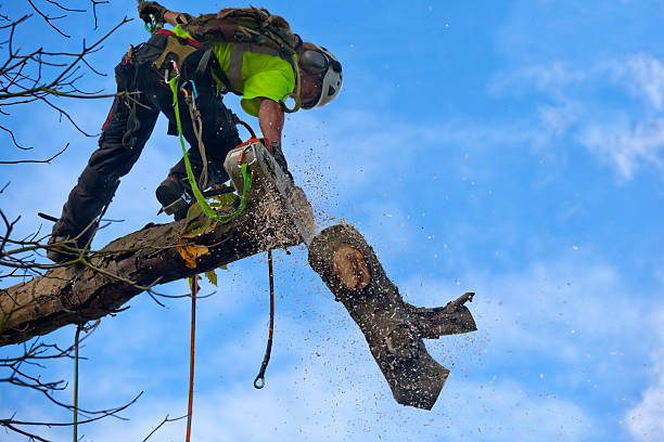 Best Stump Grinding and Removal  in Rogersville, AL